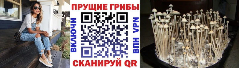 блэк спрут как зайти  продажа наркотиков  Югорск  Галлюциногенные грибы Psilocybe 
